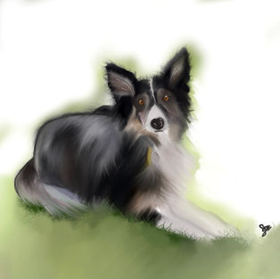 Pet Portrait - Border Collie - Water Colour