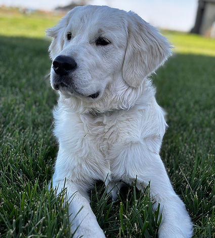 Toby