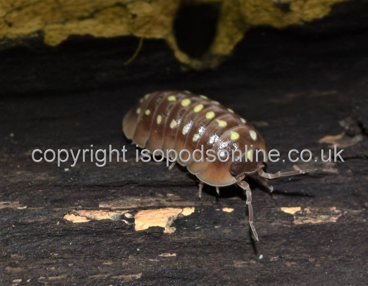 Armadillidium klugi 'Pudding' - Clown pudding