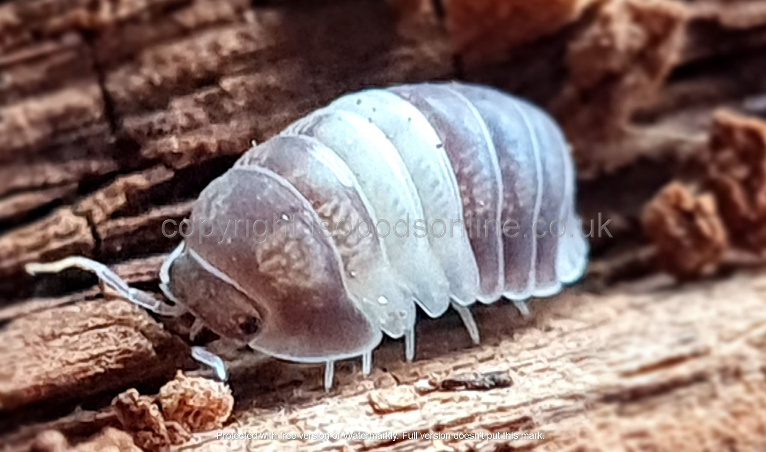 Cubaris sp 'Panda King'