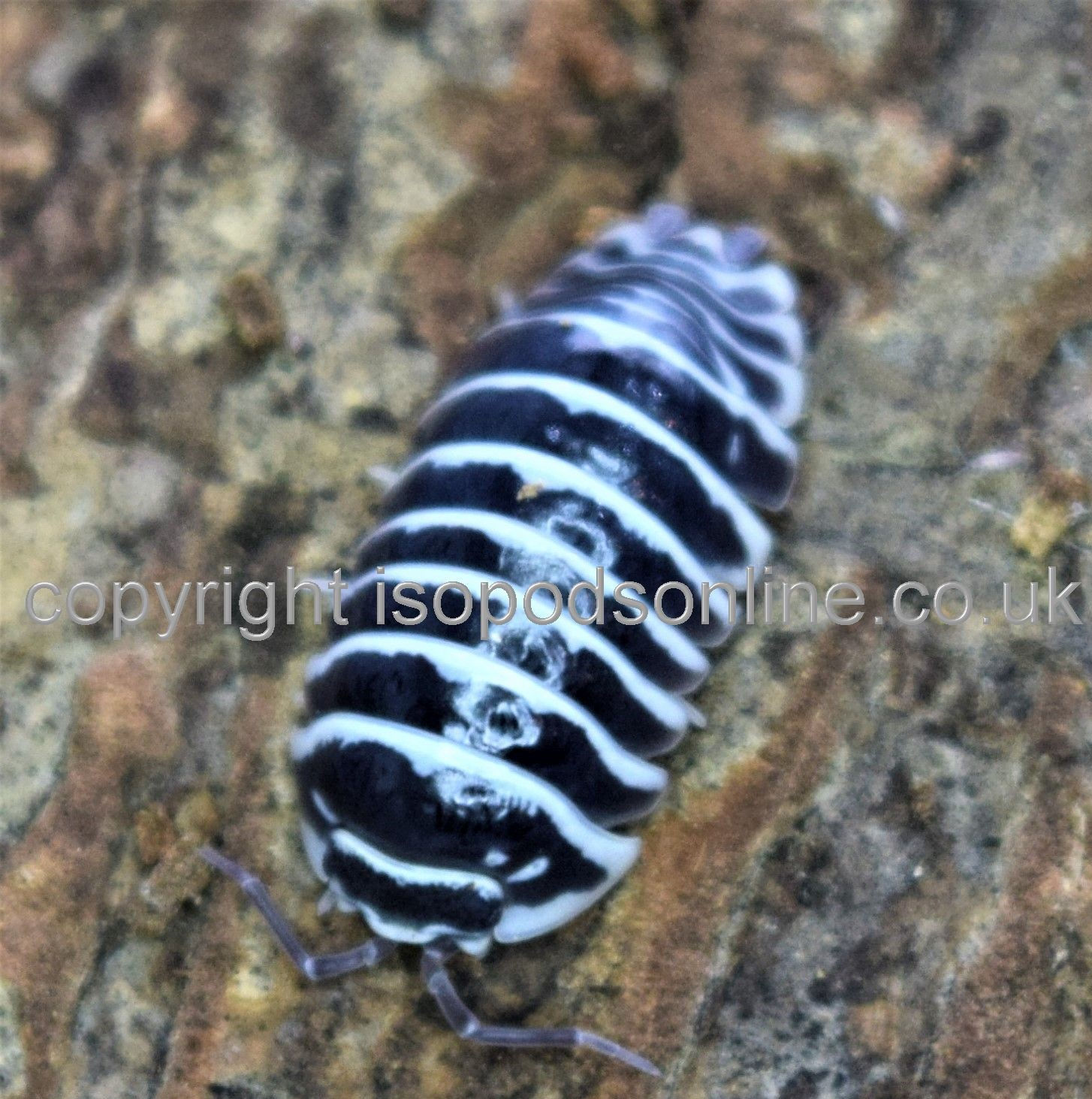 Armadillidium maculatum classic striped - Zebra isopod