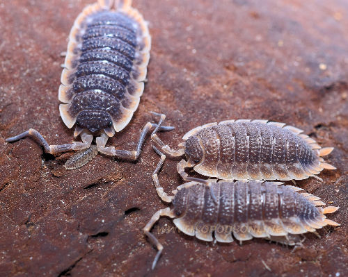 Porcellio echinatus ‘Red Edge’ - Red edged sharkskin.