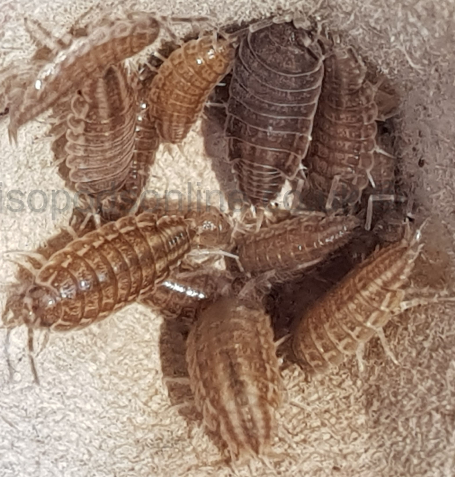 Halophiloscia cf canariensis