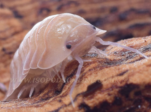 Thumbnail: Cubaris/Carbidillo martinicensis - Martinique Isopod