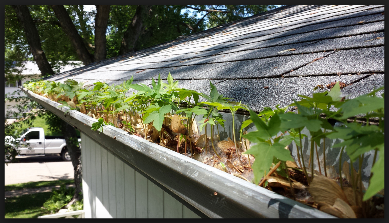 Clogged gutter with plants growing before cleaning in Greensboro NC