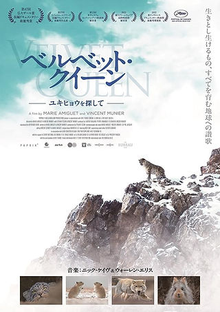ベルベットクイーンユキヒョウを探して.jpg
