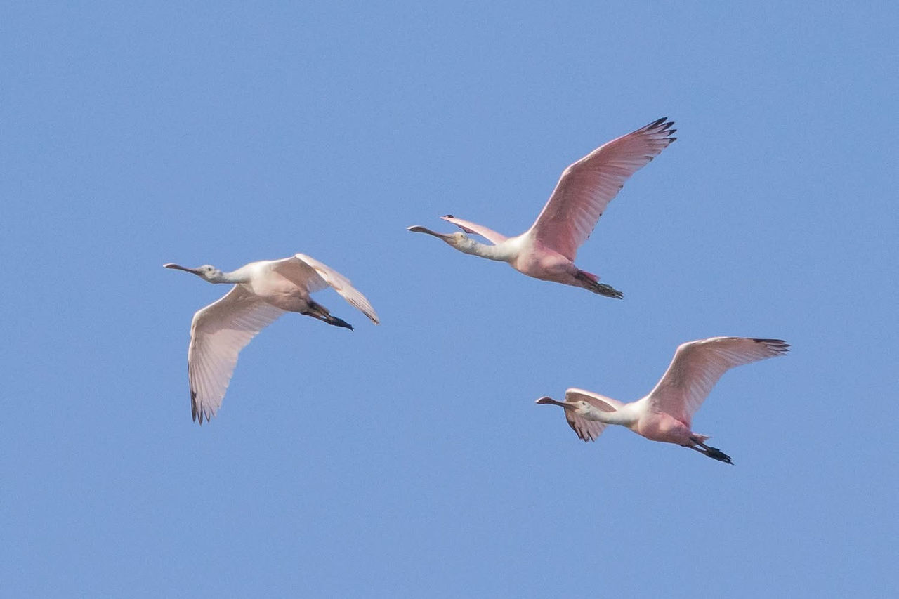Roseate Spoonbills © Jeff Lewis
