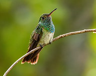 Honduran Emerald 2.png