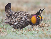 Greater-Prairie-Chicken-0013_edited.jpg