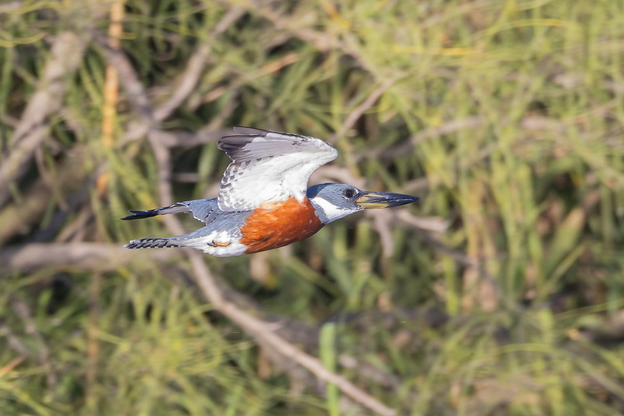 Ringed Kingfisher © Jeff Lewis
