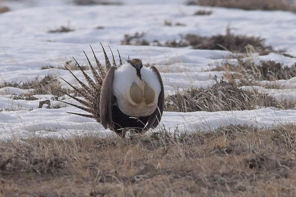 Greater Sage-Grouse