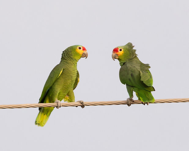 Red-lored Amazon by Jeff Lewis.jpg