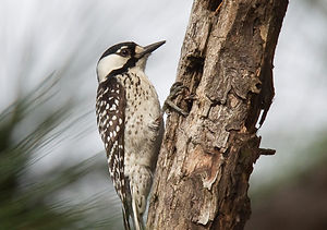Red-cockaded Woodpecker by Greg Lasley.jpg
