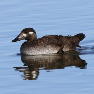 Surf Scoter