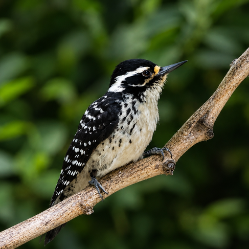 Nuttall's Woodpecker © Oscar Carmona