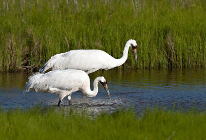 Whooping Cranes, a highlight species found in the Central Texas Coast