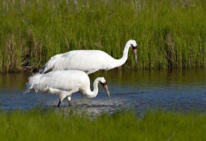 Whooping Cranes, a highlight species found in the Central Texas Coast