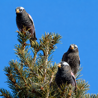 Black Rosy-Finches © Greg Lasley