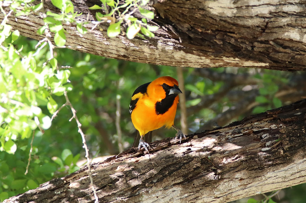 Altamira Oriole © Oscar Carmona