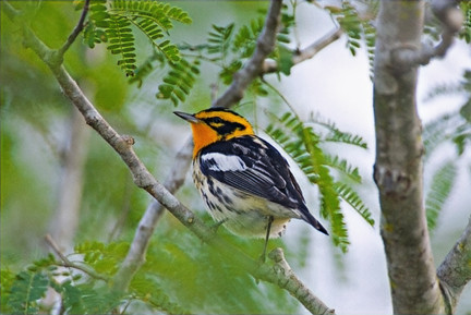 Blackburnian Warbler, a highlight species found in the Texas Upper Coast