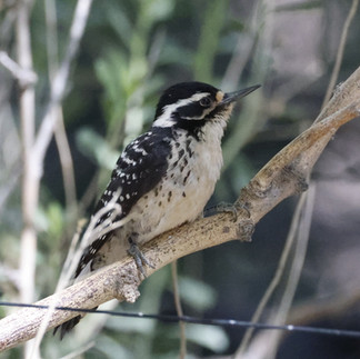 Nuttall's Woodpecker © Oscar Carmona