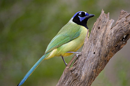 Green Jay, a highlight species found in the Rio Grande Valley