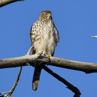 Cooper's Hawk