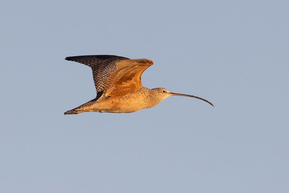 Long-billed Curlew by Jeff Lewis