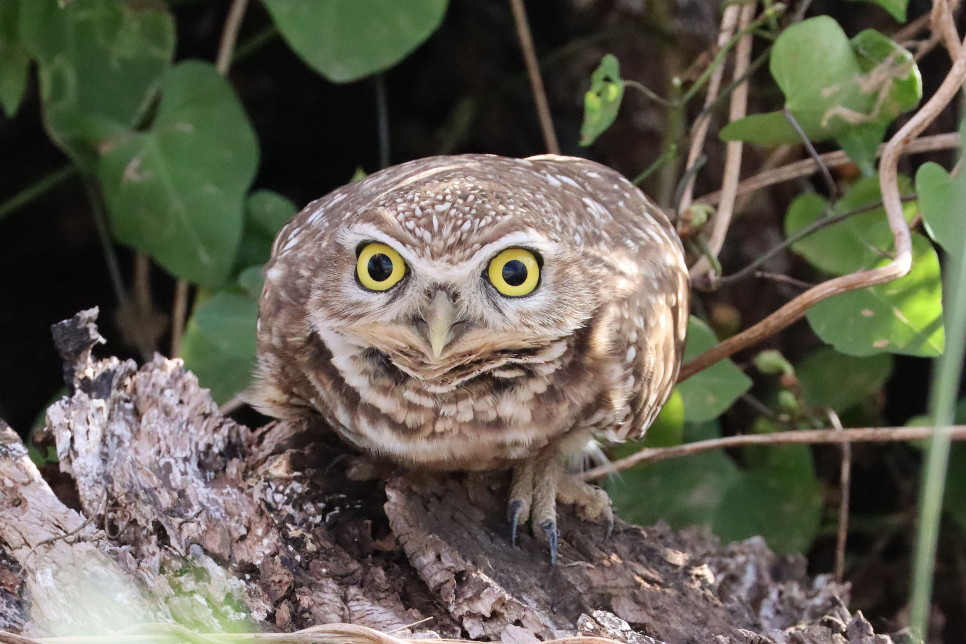 Burrowing Owl © Oscar Carmona