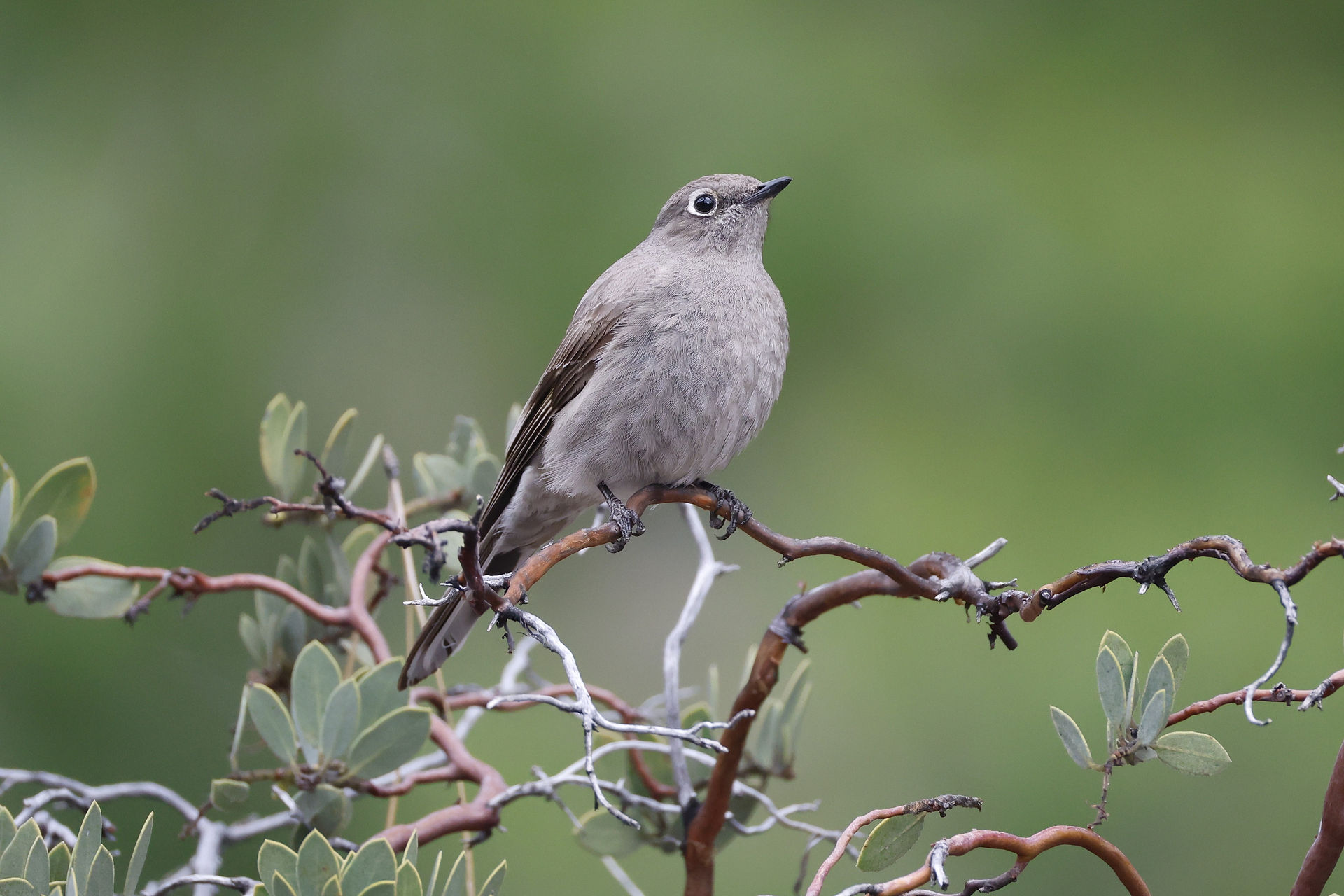 Townsend's Solitaire © Oscar Carmona