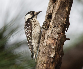 Red-cockaded Woodpecker, a highlight species found in the East Texas Pineywoods