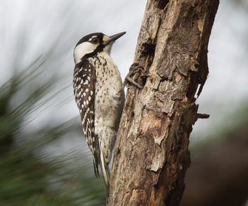Red-cockaded Woodpecker, a highlight species found in the East Texas Pineywoods