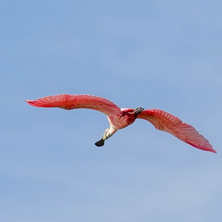 Roseate Spoonbill © Kathy Doddridge