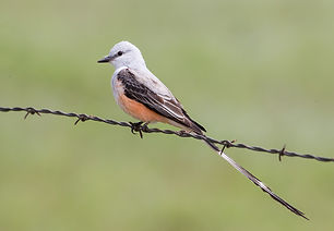 Scissor-tailed Flycatcher in the Rio Grande Valley