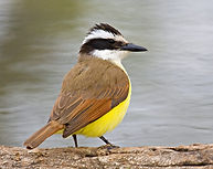 Great-Kiskadee in the Rio Grande Valley