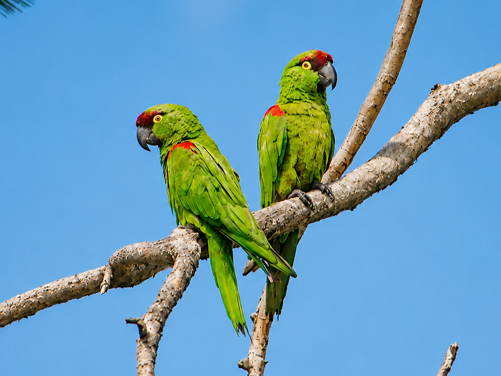 Maroon-fronted Parrots ©Greg Lasley
