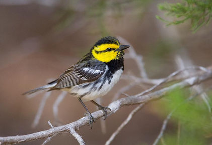 Golden-cheeked Warbler, a highlight species found in the Texas Hill Country