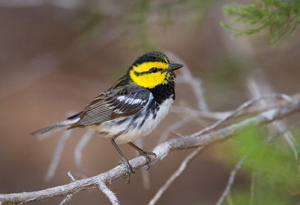 Golden-cheeked Warbler, a highlight species found in the Texas Hill Country