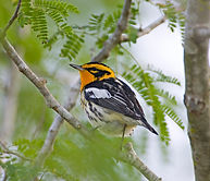 Blackburnian-Warbler in High Island