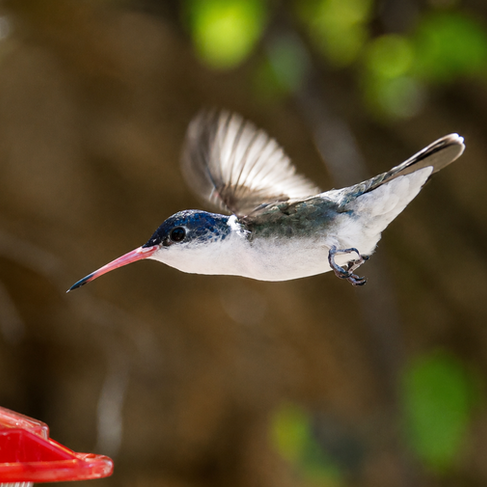Violet-crowned Hummingbird © Oscar Carmona
