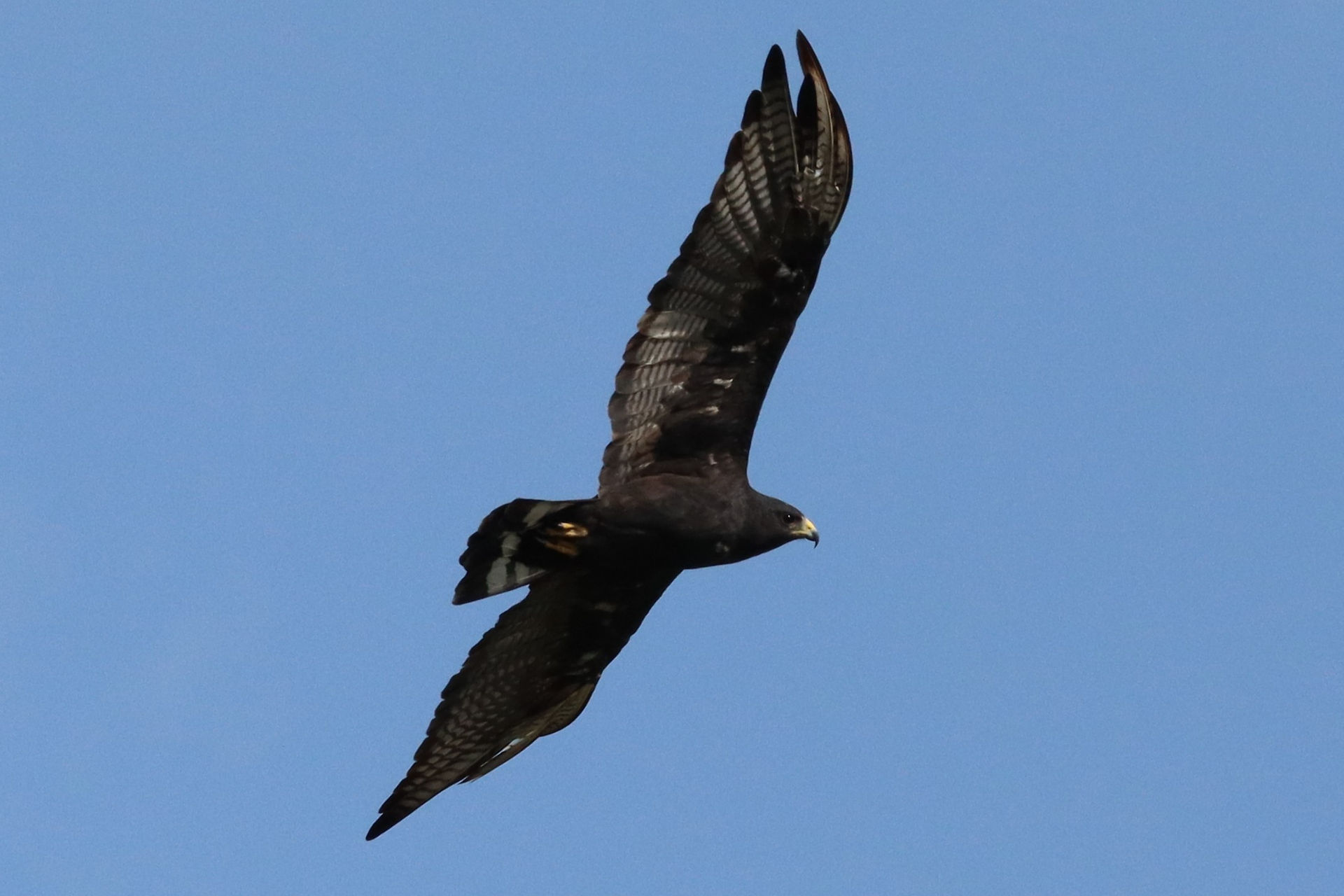 Zone-tailed Hawk © Oscar Carmona