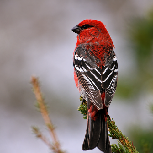 Pine Grosbeak © Greg Lasley