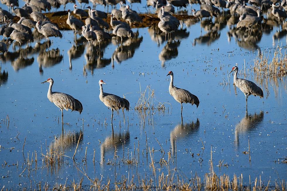 Sandhill Cranes © Oscar Carmona.