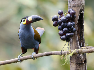 Plate-billed Mountain-Toucan