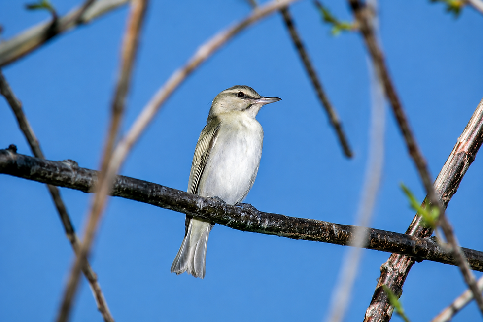 Black-whiskered Vireo ©Greg Lasley