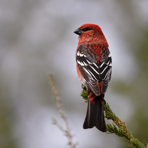 Pine Grosbeak © Greg Lasley