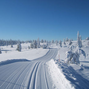 längdskidor