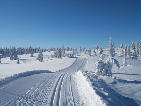 längdskidor