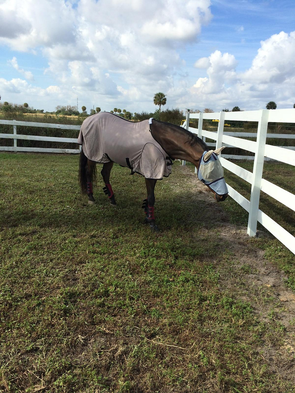Cha Cha enjoying some much needed R&R after his trip down south