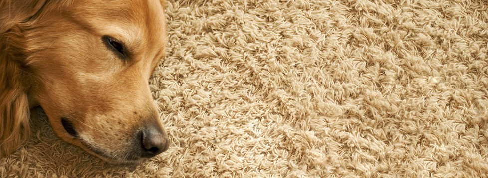 Pricing Carpet Cleaning Smart Shopper Bend